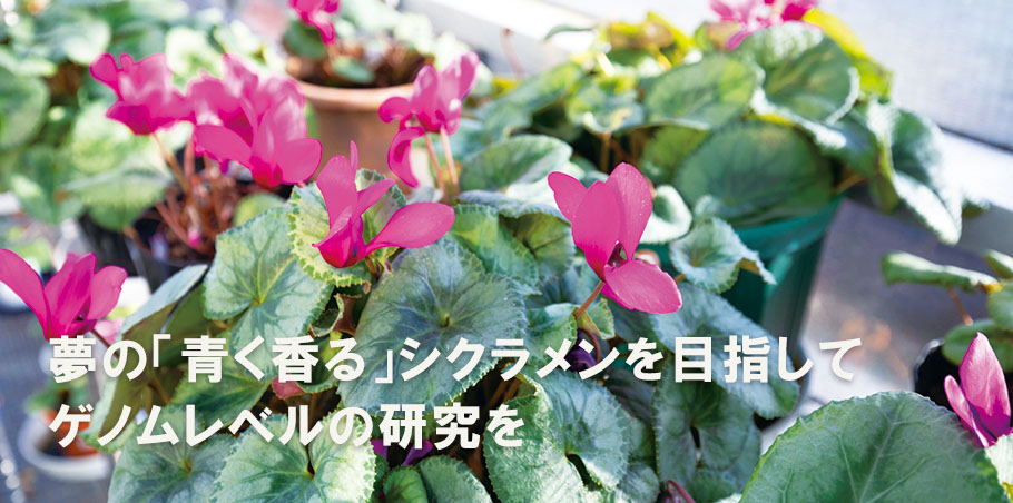 夢の「青く香る」シクラメンを目指して ゲノムレベルの研究を